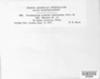 Aculeastrum arcticum image